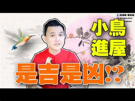 麻雀飛進家裡號碼|【家裡飛進麻雀】家裡飛進麻雀的吉凶預兆：小心謹慎，福禍難測。